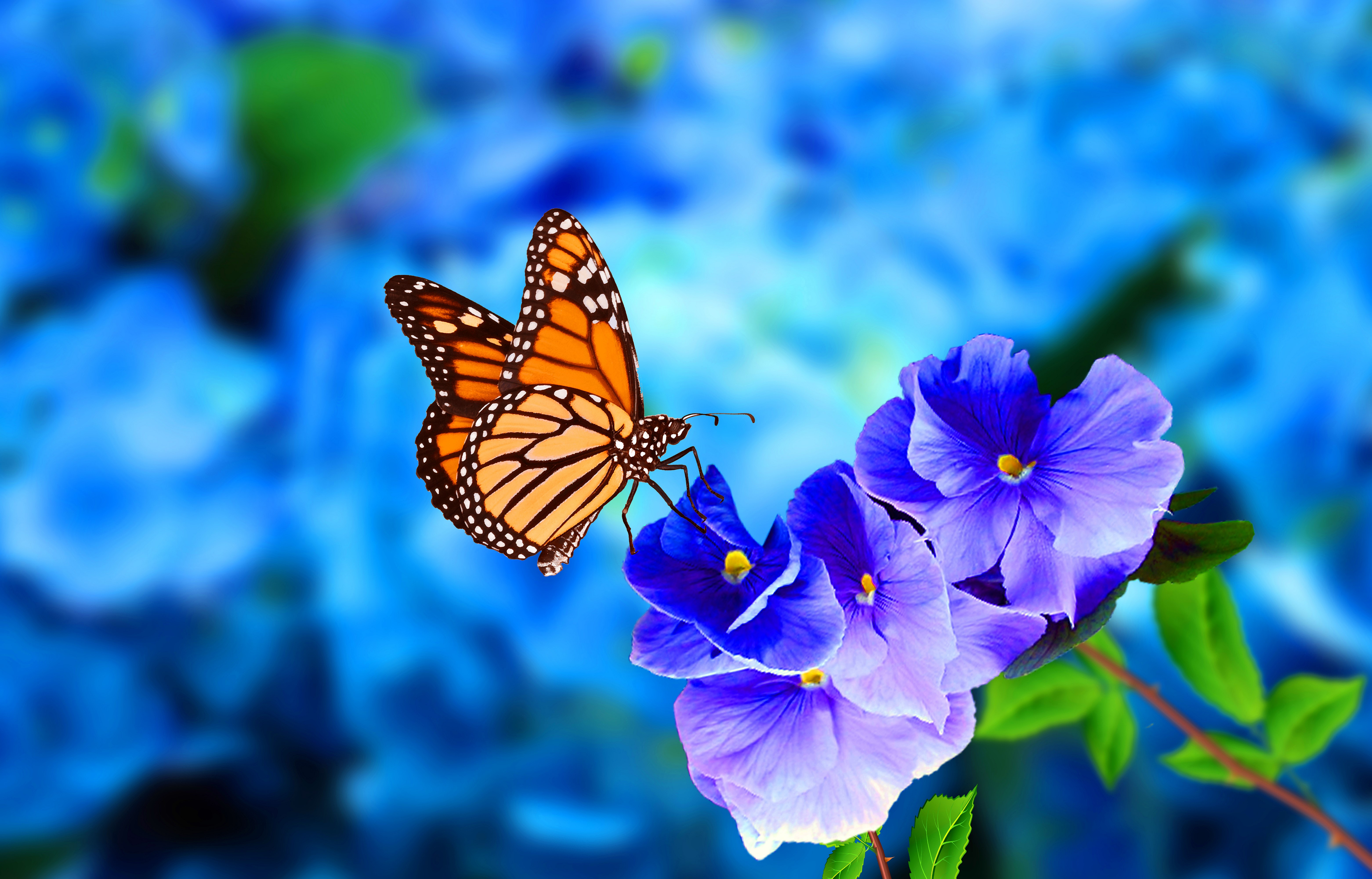 Monarch on Cornflowers