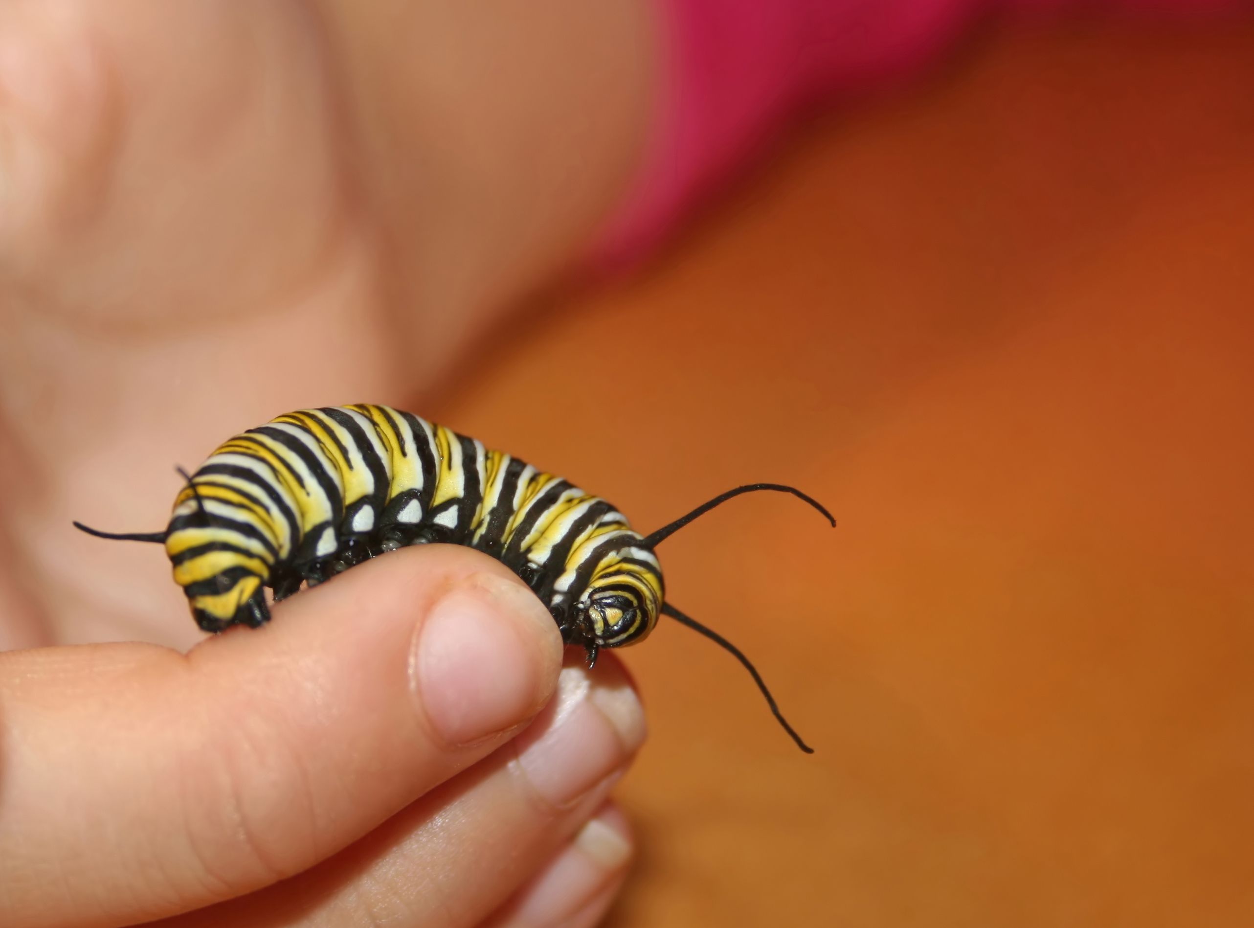 Monarch Caterpillar