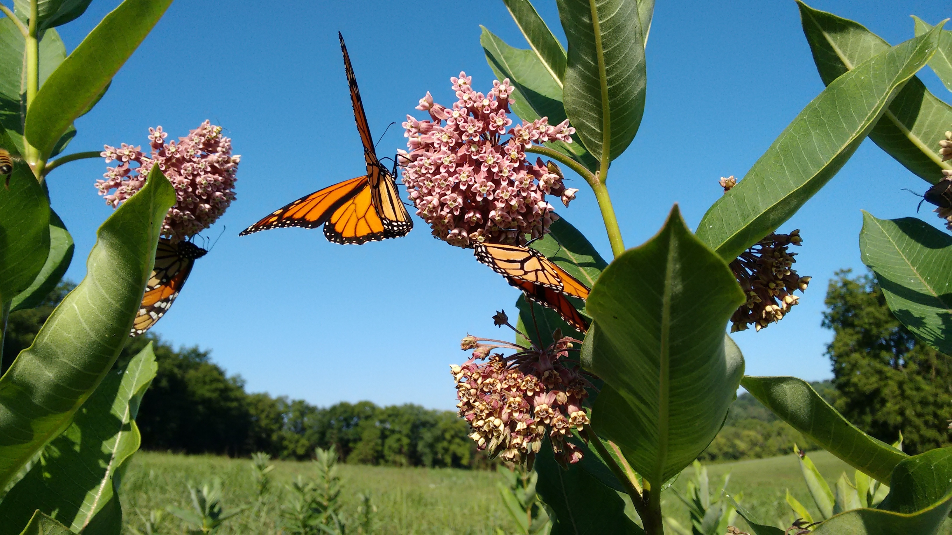 Three Monarch Butterflies in flight