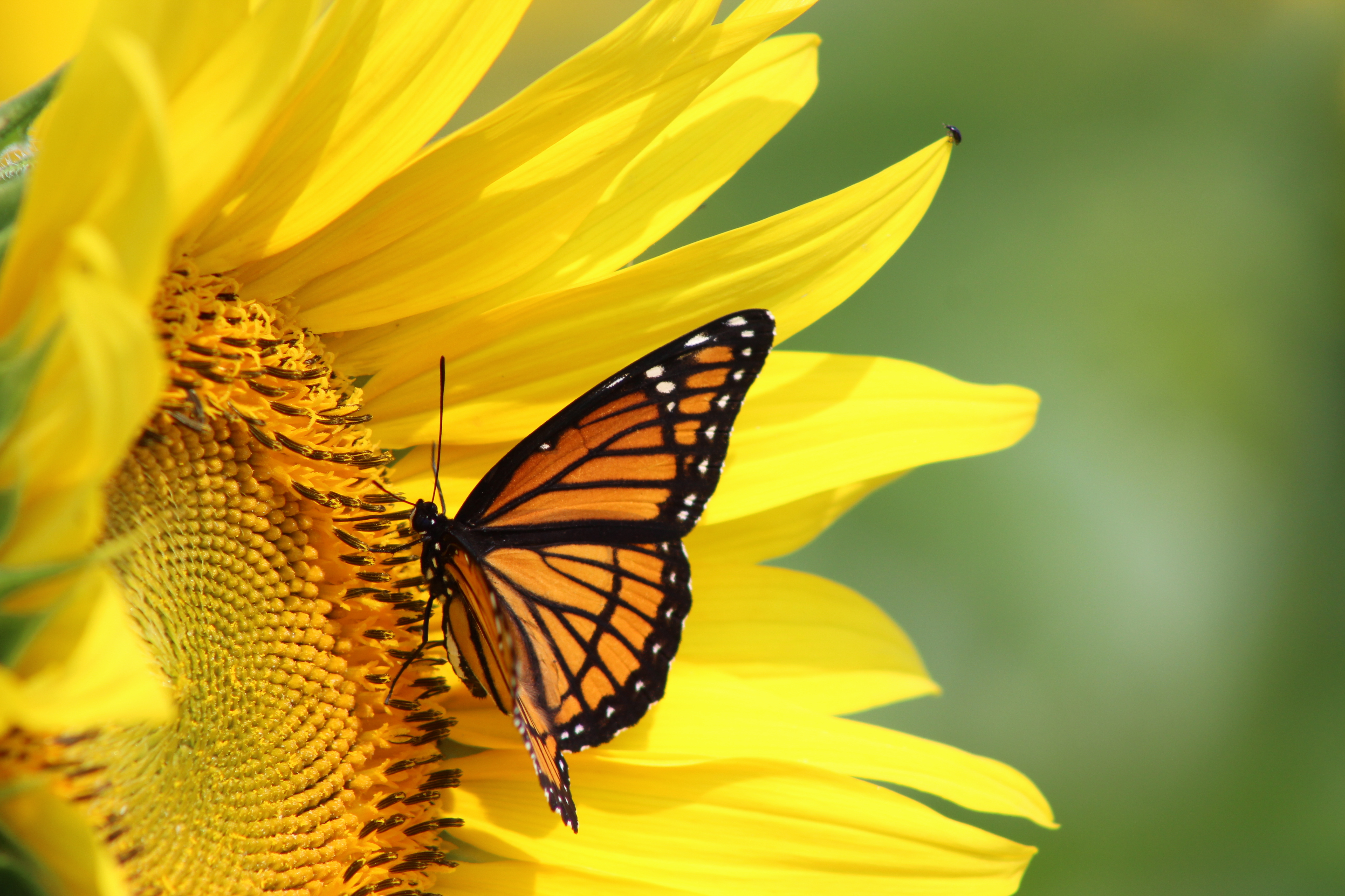 Monarch on a Sunflower